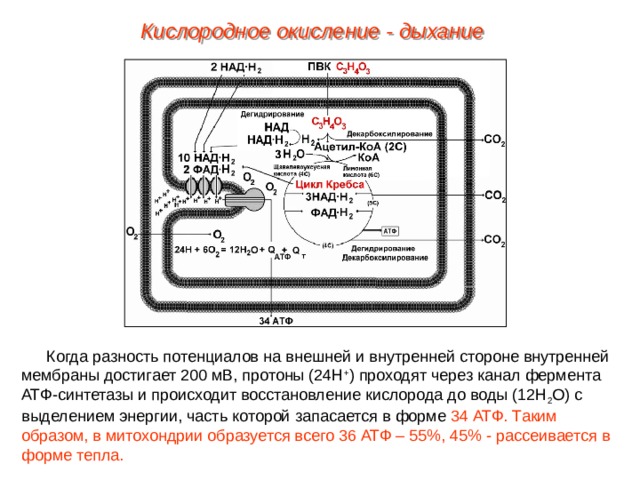 Кислородное окисление - дыхание Когда разность потенциалов на внешней и внутренней стороне внутренней мембраны достигает 200 мВ, протоны (24Н + ) проходят через канал фермента АТФ-синтетазы и происходит восстановление кислорода до воды (12Н 2 О) с выделением энергии, часть которой  запасается в форме 34  АТФ.  Таким образом, в митохондрии образуется всего 36 АТФ – 55%, 45% - рассеивается в форме тепла. 