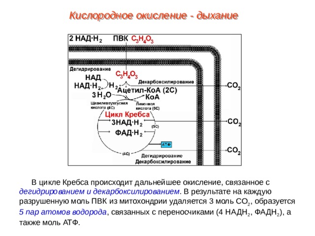 Кислородное окисление - дыхание В цикле Кребса происходит дальнейшее окисление, связанное с дегидрированием и декарбоксилированием . В результате на каждую разрушенную моль ПВК из митохондрии удаляется 3 моль СО 2 , образуется 5 пар атомов водорода , связанных с переносчиками (4 НАДН 2 , ФАДН 2 ), а также моль АТФ. 