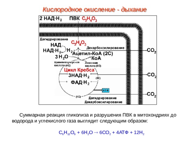 Кислородное окисление - дыхание Суммарная реакция гликолиза и разрушения ПВК в митохондриях до водорода и углекислого газа выглядит следующим образом: С 6 Н 12 О 6 + 6Н 2 О  6СО 2 + 4АТФ + 12Н 2 