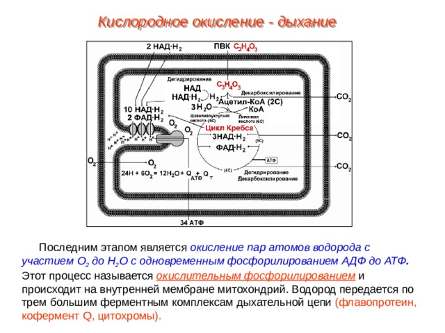 Кислородное окисление - дыхание Последним этапом является окисление пар атомов водорода с участием О 2 до Н 2 О с одновременным фосфорилированием АДФ до АТФ . Этот процесс называется окислительным фосфорилированием и происходит на внутренней мембране митохондрий. Водород передается по трем большим ферментным комплексам дыхательной цепи (флавопротеин, кофермент Q , цитохромы). 