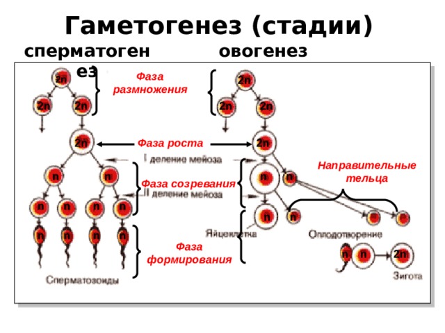 Гаметогенез (стадии)  сперматогенез овогенез Фаза размножения 2 n  2 n 2 n 2 n 2 n 2 n 2 n 2 n Фаза роста Направительные тельца n n n n Фаза созревания n n n n n n n n n n Фаза формирования n 2 n n 