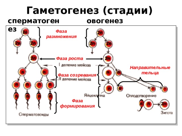 Гаметогенез (стадии)  сперматогенез овогенез Фаза размножения 2 n  2 n 2 n 2 n 2 n 2 n 2 n 2 n Фаза роста Направительные тельца n n n n Фаза созревания n n n n n n n n n n Фаза формирования n 2 n n 