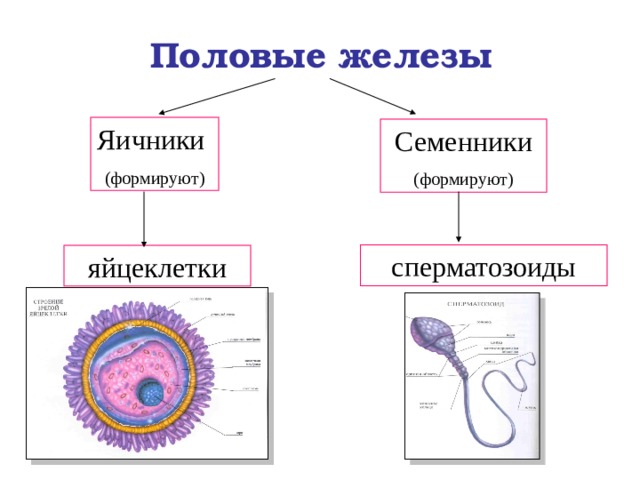 Половые  железы Яичники (формируют) Семенники (формируют) сперматозоиды яйцеклетки 