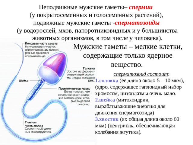 Неподвижные мужские гаметы– спермии  (у покрытосеменных и голосеменных растений), подвижные мужские гаметы - сперматозоиды  (у водорослей, мхов, папоротниковидных и у большинства животных организмов, в том числе у человека). Мужские гаметы – мелкие клетки, содержащие только ядерное вещество. сперматозоид состоит : головка (ее длина около 5—10 мкм), (ядро, содержащее гаплоидный набор хромосом, цитоплазмы очень мало. шейка (митохондрии, вырабатывающие энергию для движения сперматозоида) хвостик (их общая длина около 60 мкм) (центриоль, обеспечивающая колебания жгутика). 
