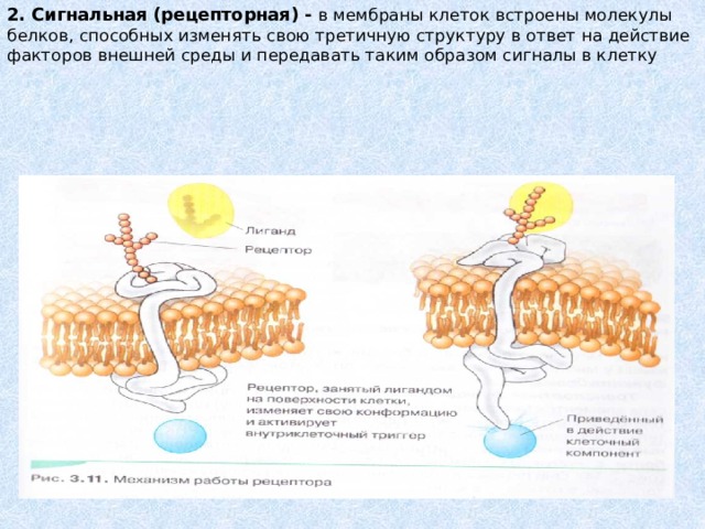 2. Сигнальная (рецепторная) - в мембраны клеток встроены молекулы белков, способных изменять свою третичную структуру в ответ на действие факторов внешней среды и передавать таким образом сигналы в клетку 