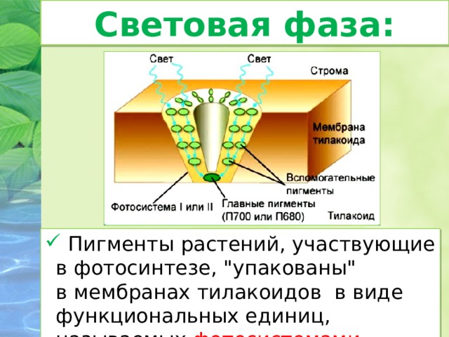 Фотосинтез водорода. Пигменты фотосинтеза. Пигменты растений участвующие в фотосинтезе. Световая фаза. Пигмент участвующий в фотосинтезе.