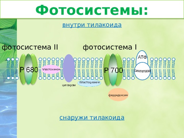 Фотосинтез белка. Фотосинтез мембрана тилакоида. Тилакоид фотосистема 1. Фотосинтез фотосистема 1 схема. Хлорофилл. Строение. Фотосистемы.