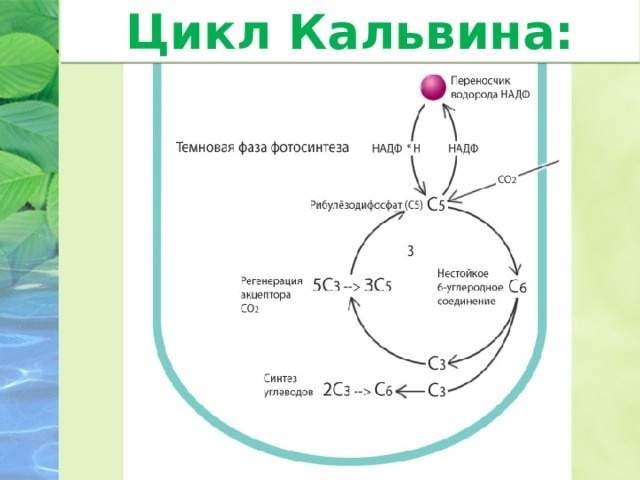 Верная схема процесса фотосинтеза