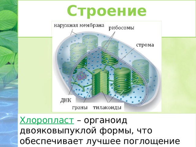Хлоропласт синтез углеводов