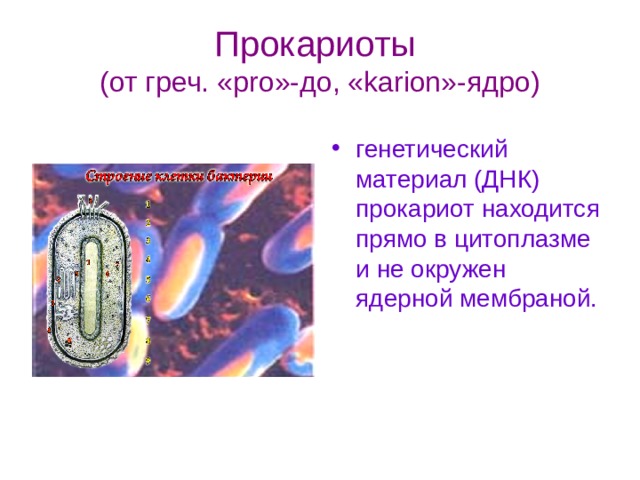 Прокариоты  (от греч. « pro »-до, «karion»-ядро) генетический материал (ДНК) прокариот находится прямо в цитоплазме и не окружен ядерной мембраной. 