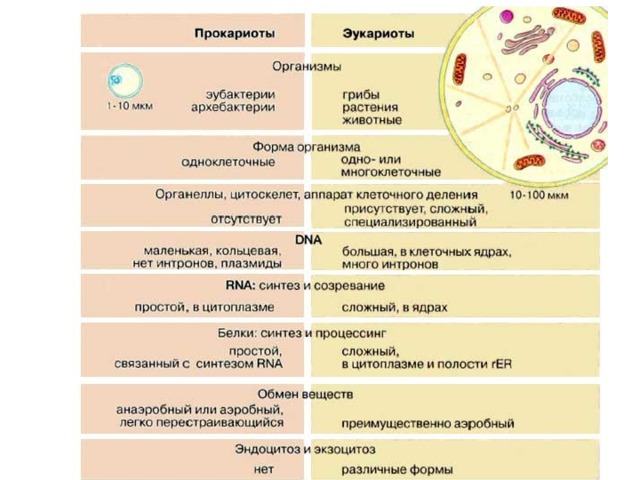 Эукариоты и прокариоты презентация