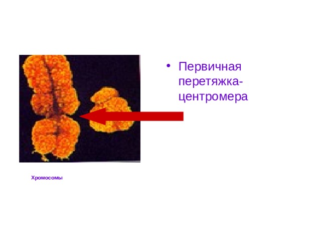 Первичная перетяжка- центромера  Хромосомы 