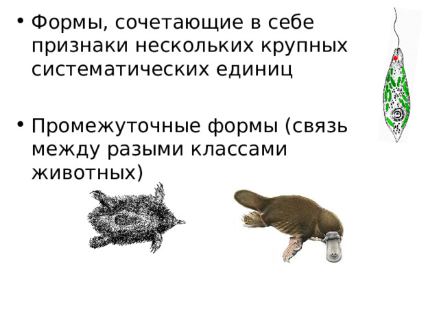 Формы, сочетающие в себе признаки нескольких крупных систематических единиц  Промежуточные формы (связь между разыми классами животных) 