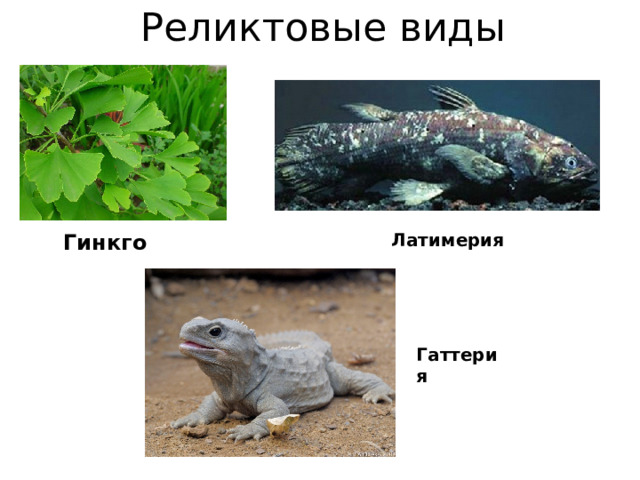 Реликтовые виды Гинкго Латимерия Гаттерия 