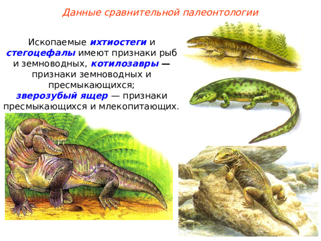 Данные сравнительной палеонтологии Ископаемые ихтиостеги и стегоцефалы имеют признаки рыб и земноводных, котилозавры — признаки земноводных и пресмыкающихся; зверозубый ящер  — признаки пресмыкающихся и млекопитающих. 