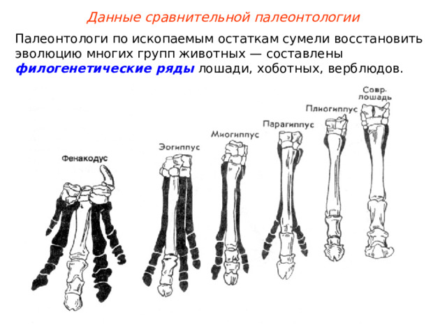 Данные сравнительной палеонтологии Палеонтологи по ископаемым остаткам сумели восстановить эволюцию многих групп животных — составлены филогенетические ряды лошади, хоботных, верблюдов. 