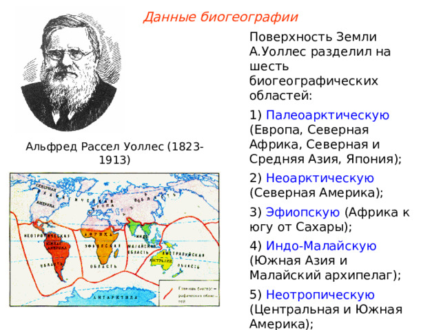Данные биогеографии Поверхность Земли А.Уоллес разделил на шесть биогеографических областей: 1) Палеоарктическую (Европа, Северная Африка, Северная и Средняя Азия, Япония); 2) Неоарктическую (Северная Америка); 3) Эфиопскую (Африка к югу от Сахары); 4) Индо-Малайскую (Южная Азия и Малайский архипелаг); 5) Неотропическую (Центральная и Южная Америка); 6) Австралийскую . Альфред Рассел Уоллес (1823-1913)  