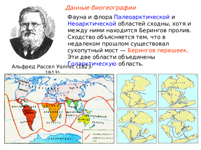 Данные биогеографии Фауна и флора Палеоарктической и Неоарктической областей сходны, хотя и между ними находится Берингов пролив. Сходство объясняется тем, что в недалеком прошлом существовал сухопутный мост — Берингов перешеек . Эти две области объединены Голарктическую область. Альфред Рассел Уоллес (1823-1913)  