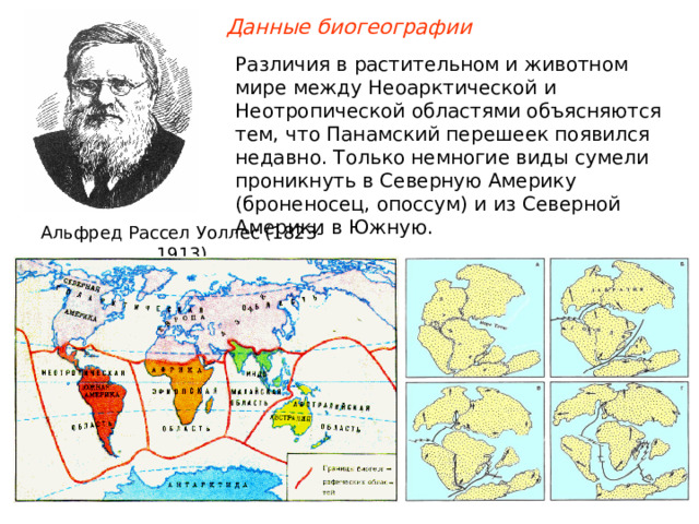 Данные биогеографии Различия в растительном и животном мире между Неоарктической и Неотропической областями объясняются тем, что Панамский перешеек появился недавно. Только немногие виды сумели проникнуть в Северную Америку (броненосец, опоссум) и из Северной Америки в Южную. Альфред Рассел Уоллес (1823-1913)  