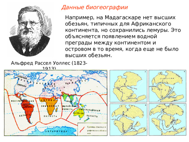 Данные биогеографии Например, на Мадагаскаре нет высших обезьян, типичных для Африканского континента, но сохранились лемуры. Это объясняется появлением водной преграды между континентом и островом в то время, когда еще не было высших обезьян. Альфред Рассел Уоллес (1823-1913)  