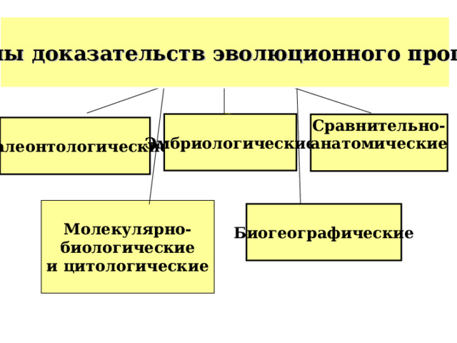 Группы доказательств эволюционного процесса Эмбриологические Сравнительно- анатомические  Палеонтологические Молекулярно- биологические  и цитологические Биогеографические  