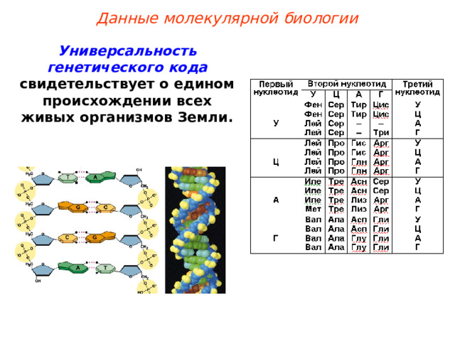 Данные молекулярной биологии Универсальность генетического кода свидетельствует о едином происхождении всех живых организмов Земли.  