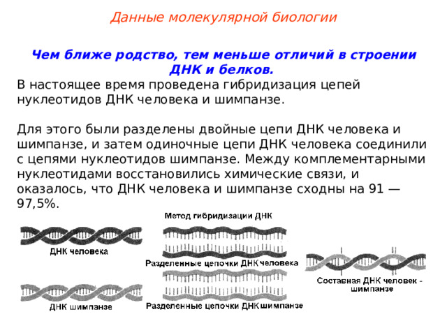 Данные молекулярной биологии Чем ближе родство, тем меньше отличий в строении ДНК и белков.  В настоящее время проведена гибридизация цепей нуклеотидов ДНК человека и шимпанзе. Для этого были разделены двойные цепи ДНК человека и шимпанзе, и затем одиночные цепи ДНК человека соединили с цепями нуклеотидов шимпанзе. Между комплементарными нуклеотидами восстановились химические связи, и оказалось, что ДНК человека и шимпанзе сходны на 91 — 97,5%.  