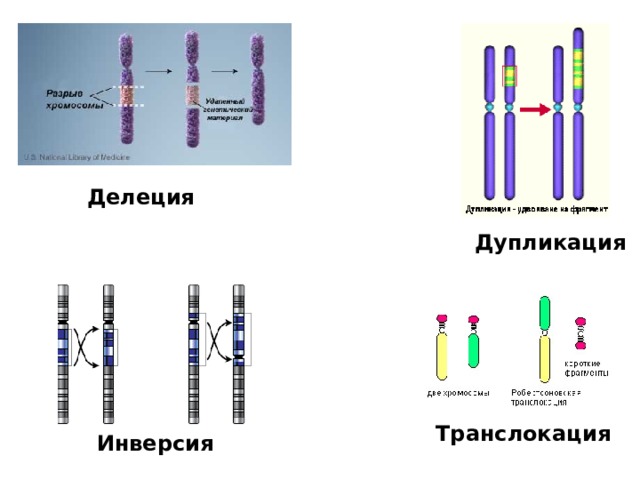 Рассмотрите фотографии хромосомных мутаций делеции инверсии дупликации