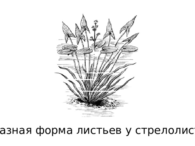 На рисунке изображен стрелолист с листьями разных форм какая форма изменчивости характерна