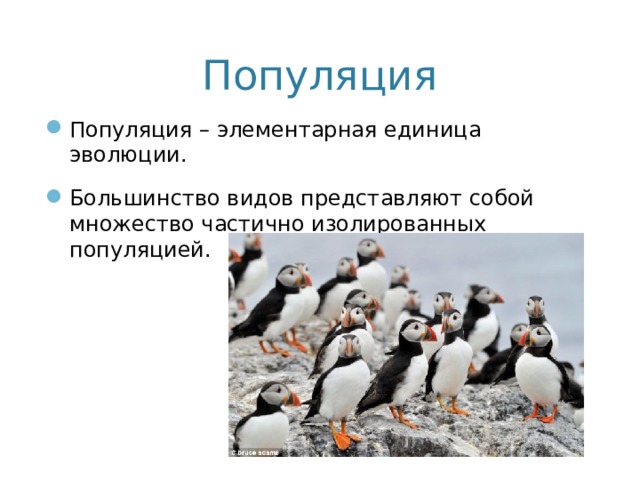 Популяция как основная единица эволюции презентация 10 класс пономарева