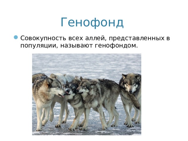 Как называется совокупность животных. Генофонд популяции. Что такое популяция и генофонд популяции. Генофонд популяции примеры. Генофонд животных.