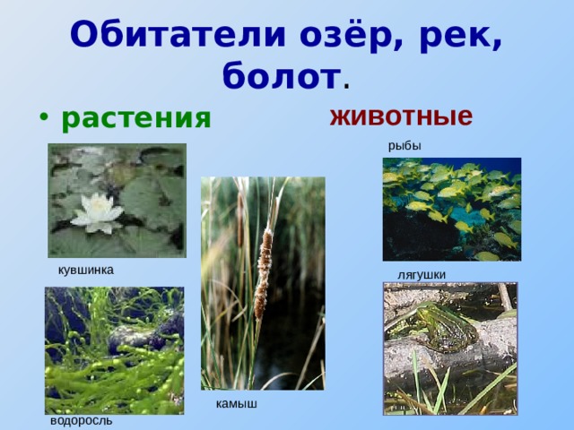 Обитатели озёр, рек, болот . животные растения     рыбы кувшинка лягушки камыш водоросль 