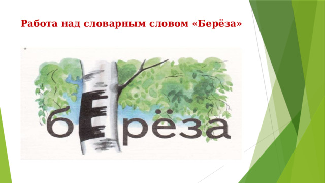 Орфография слова береза. Береза словарное слово в картинках