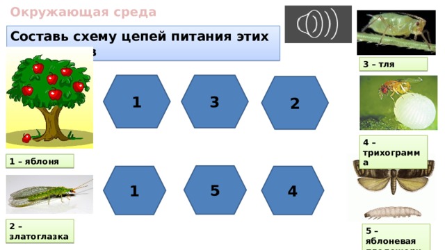 Окружающая среда Составь схему цепей питания этих организмов 3 – тля 1 3 2 4 – трихограмма 1 – яблоня 5 1 4 2 – златоглазка 5 – яблоневая плодожорка 