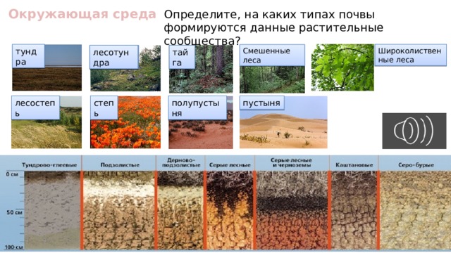 Окружающая среда Определите, на каких типах почвы формируются данные растительные сообщества? Широколиственные леса тундра Смешенные леса лесотундра лесотундра тайга пустыня степь полупустыня степь лесостепь полупустыня 