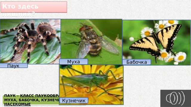 Кто здесь лишний? Муха Бабочка Паук ПАУК – КЛАСС ПАУКООБРАЗНЫХ МУХА, БАБОЧКА, КУЗНЕЧИК – КЛАСС НАСЕКОМЫЕ Кузнечик 