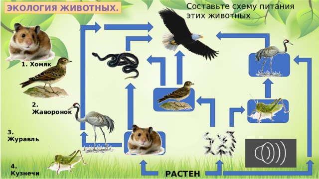 Составьте схему питания этих животных ЭКОЛОГИЯ ЖИВОТНЫХ. 1. Хомяк 2. Жаворонок 3. Журавль 4. Кузнечик РАСТЕНИЯ 