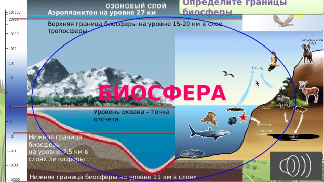 Определите границы биосферы Аэропланктон на уровне 27 км Верхняя граница биосферы на уровне 15-20 км в слое тропосферы БИОСФЕРА Уровень океана – точка отсчета Нижняя граница биосферы на уровне 7,5 км в слоях литосферы Нижняя граница биосферы на уровне 11 км в слоях гидросферы 