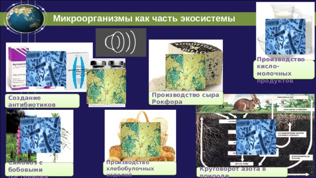 Микроорганизмы как часть экосистемы Производство кисло-молочных продуктов Производство сыра Рокфора Создание антибиотиков Производство хлебобулочных изделий Симбиоз с бобовыми растениями Круговорот азота в природе 