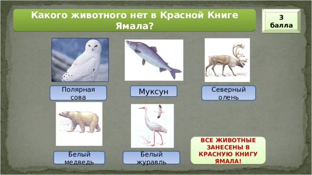 3 балла Какого животного нет в Красной Книге Ямала? Полярная сова Муксун Северный олень ВСЕ ЖИВОТНЫЕ ЗАНЕСЕНЫ В КРАСНУЮ КНИГУ ЯМАЛА! Белый медведь Белый журавль 