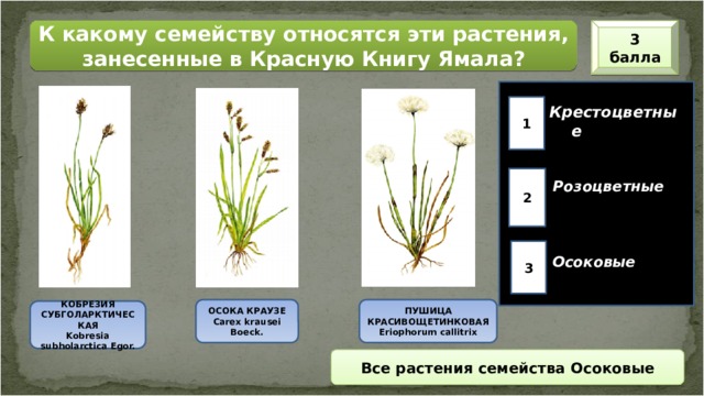 3 балла К какому семейству относятся эти растения, занесенные в Красную Книгу Ямала? 1 Крестоцветные  2 Розоцветные  3 Осоковые ПУШИЦА КРАСИВОЩЕТИНКОВАЯ ОСОКА КРАУЗЕ Carex krausei Boeck. Eriophorum callitrix КОБРЕЗИЯ СУБГОЛАРКТИЧЕСКАЯ Kobresia subholarctica Egor. Все растения семейства Осоковые 