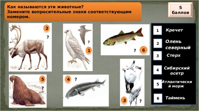 5 баллов Как называются эти животные? Замените вопросительные знаки соответствующим номером. 2 1 Кречет  ? Олень северный  2 6 1 ? 3 Стерх  Сибирский осетр 4 5 4 ? Атлантический морж 5 ? 6 Таймень 3 ?  