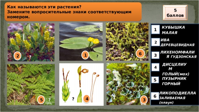 Как называются эти растения? Замените вопросительные знаки соответствующим номером. 5 баллов КУБЫШКА МАЛАЯ 1 ИВА ДЕРЕВЦЕВИДНАЯ 2 ЛИХЕНОМФАЛИЯ ГУДЗОНСКАЯ  6 1 3 2 ? ? ДИСЦЕЛИУМ ГОЛЫЙ(мох) 4 ПУЗЫРНИК ГОРНЫЙ 5 ? ЛИКОПОДИЕЛЛА ЗАЛИВАЕМАЯ (плаун) 6 4 ? 3 5 ?  