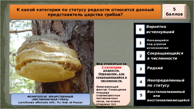 5 баллов К какой категории по статусу редкости относится данный представитель царства грибов? Вероятно исчезнувший  0 Находящийся под угрозой исчезновения  1 Сокращающийся в численности  2 3 Вид относиться ко 2 категории редкости. Определен, как сокращающийся в численности.  Лимитирующий фактор: Сокращение площади старовозрастных лиственничных лесов, заготовка плодовых тел населением. Редкий 4 Неопределенный по статусу Восстанавливаемый или восстанавливающийся 5 ФОМИТОПСИС ЛЕКАРСТВЕННЫЙ  (ЛИСТВЕННИЧНАЯ ГУБКА)  Laricifomes officinalis (Vill.: Fr.) Kotl. et Pouzar  
