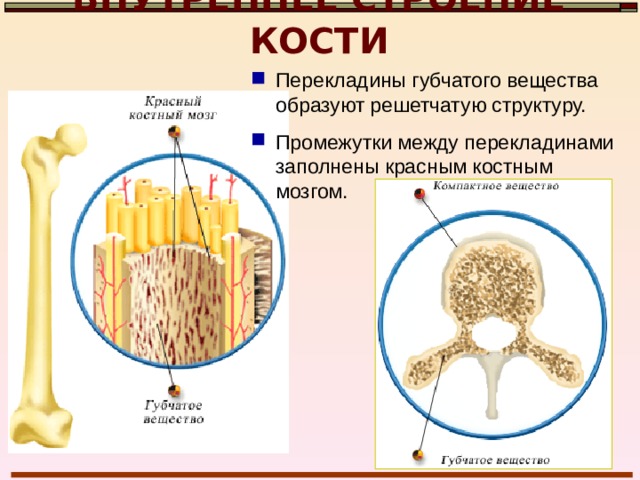 ВНУТРЕННЕЕ СТРОЕНИЕ КОСТИ Губчатое вещество кости – вещество, в котором межклеточные структуры образуют не плотную ткань, а перекладины 
