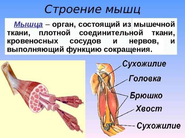 Строение мышц Мышца – орган, состоящий из мышечной ткани, плотной соединительной ткани, кровеносных сосудов и нервов, и выполняющий функцию сокращения. 