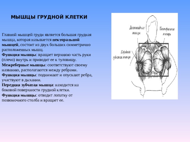 МЫШЦЫ ГРУДНОЙ КЛЕТКИ Главной мышцей груди является большая грудная мышца, которая называется пекторальной мышцей , состоит из двух больших симметрично расположенных мышц. Функция мышцы : вращает верхнюю часть руки (плечо) внутрь и приводит ее к туловищу. Межреберные мышцы : соответствуют своему названию, располагаются между ребрами. Функция мышцы : поднимают и опускают ребра, участвуют в дыхании. Передняя зубчатая мышца : находится на боковой поверхности грудной клетки. Функция мышцы : отводит лопатку от позвоночного столба и вращает ее. 