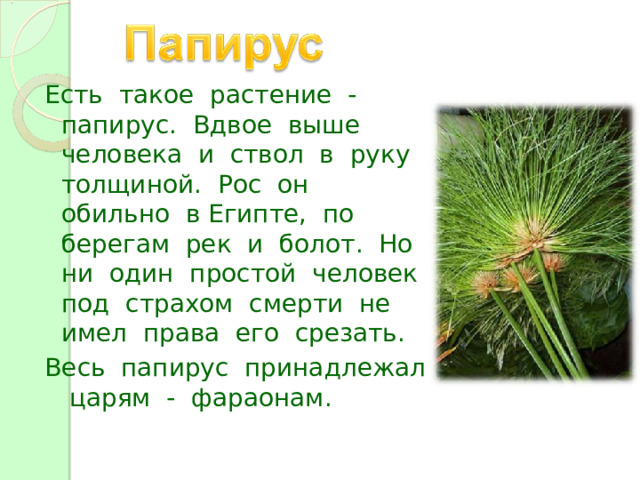 Есть такое растение - папирус. Вдвое выше человека и ствол в руку толщиной. Рос он обильно в Египте, по берегам рек и болот. Но ни один простой человек под страхом смерти не имел права его срезать. Весь папирус принадлежал царям - фараонам. Есть такое растение - папирус. Вдвое выше человека и ствол в руку толщиной. Рос он обильно в Египте, по берегам рек и болот. Но ни один простой человек под страхом смерти не имел права его срезать. Весь папирус принадлежал царям - фараонам. 