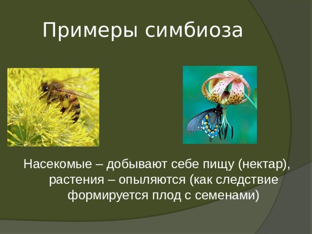 Симбиотические отношения в природе. Симбиоз примеры. Симбиоз примеры животных. Симбиоз между насекомыми и растениями. Симбионты примеры животных.