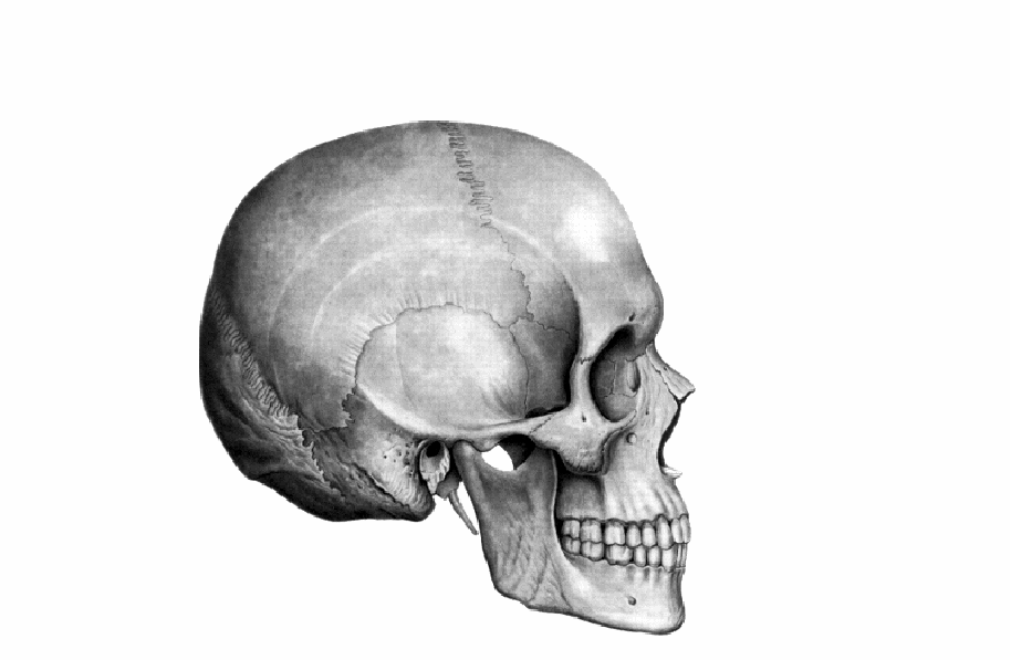 Череп человека мозговой отдел. Мозговой отдел черепа анатомия. Череп человека человека мозговой отдел. Мозговой и лицевой череп. Мозговой отдел черепа сбоку.
